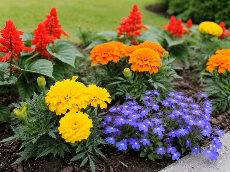 Summer — marigolds, red salvia, and lobelia in a condominium bed